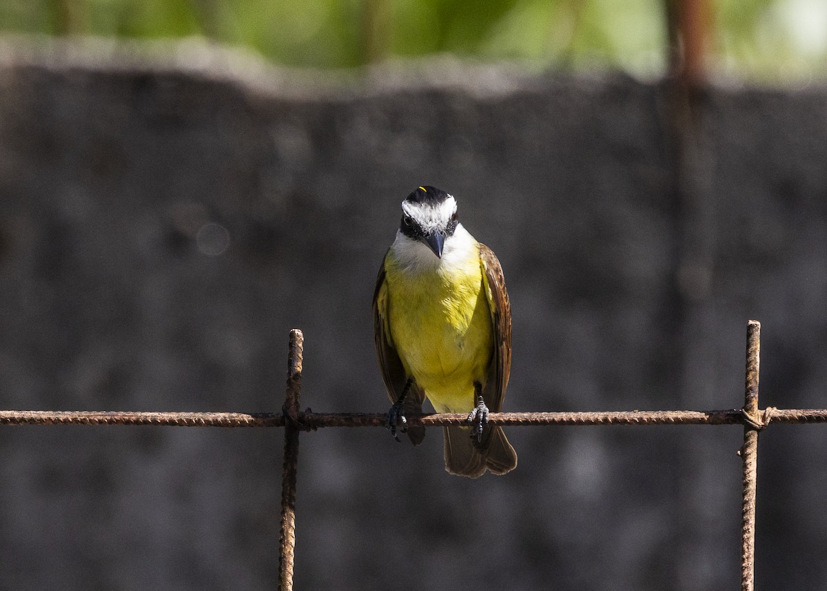 Great Kiskadee - ML642171933