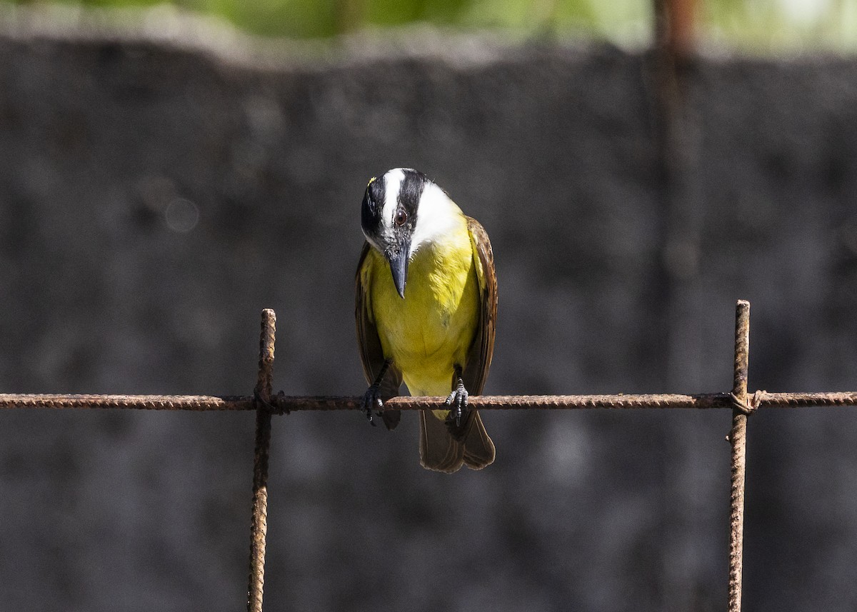 Great Kiskadee - ML642171934