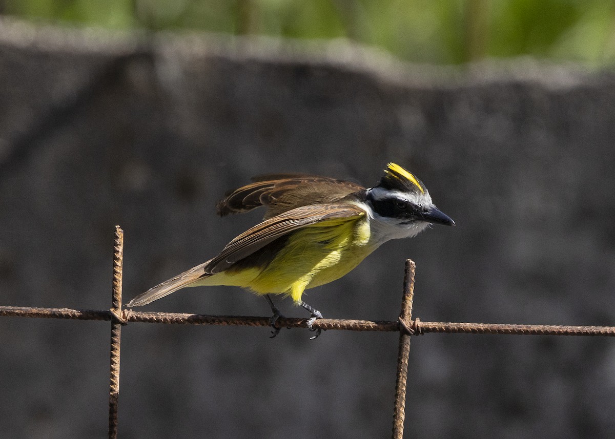 Great Kiskadee - ML642171935