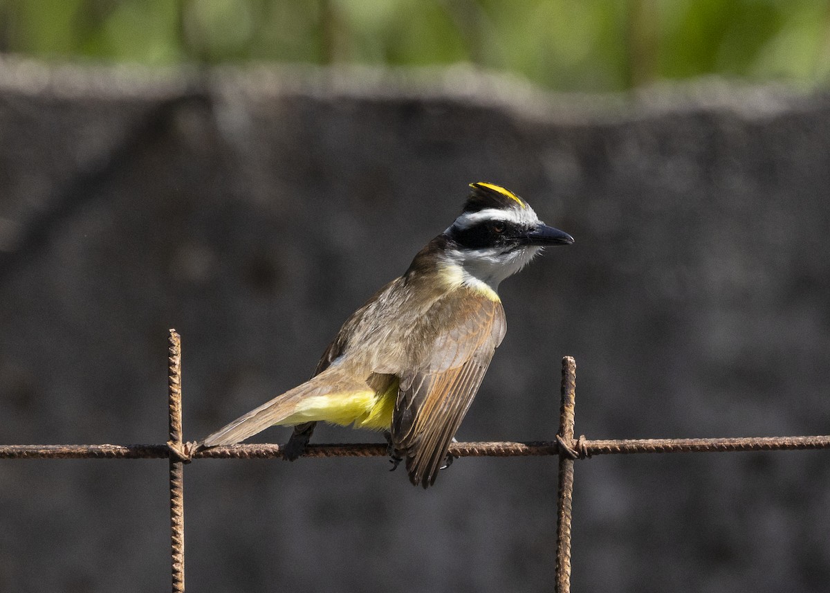 Great Kiskadee - ML642171936