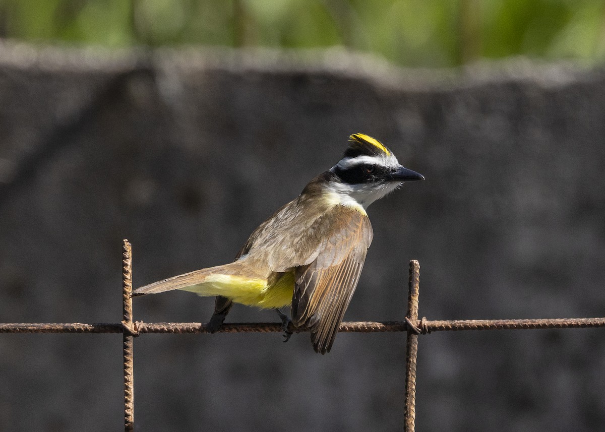 Great Kiskadee - ML642171937