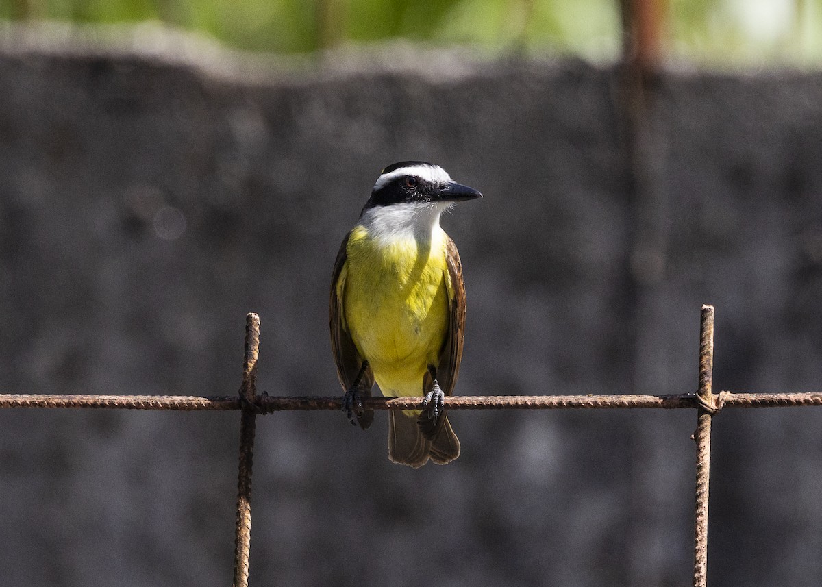 Great Kiskadee - ML642171938
