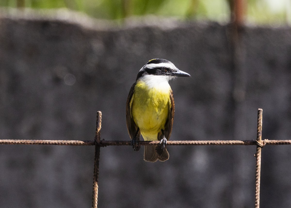 Great Kiskadee - ML642171939