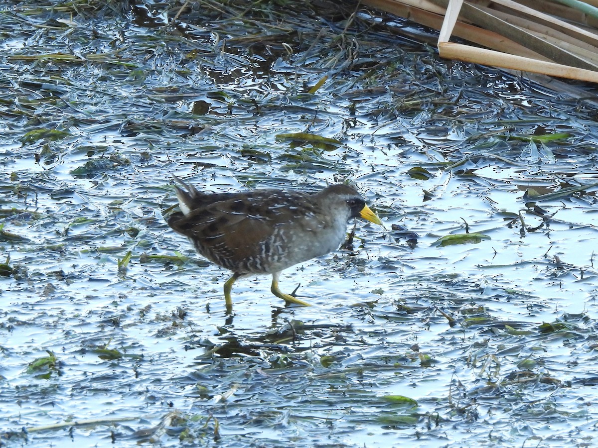 Sora - ML642171957