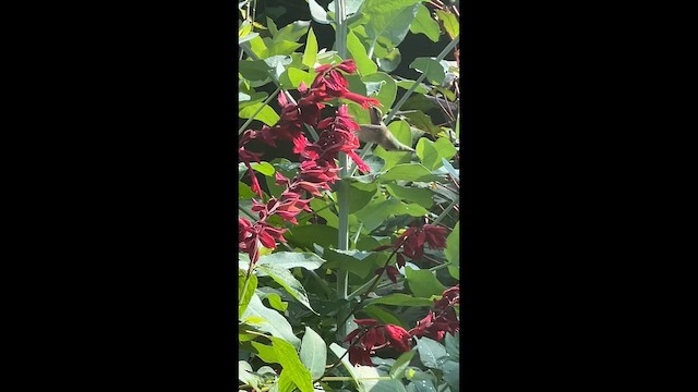 Ruby-throated Hummingbird - ML642171962