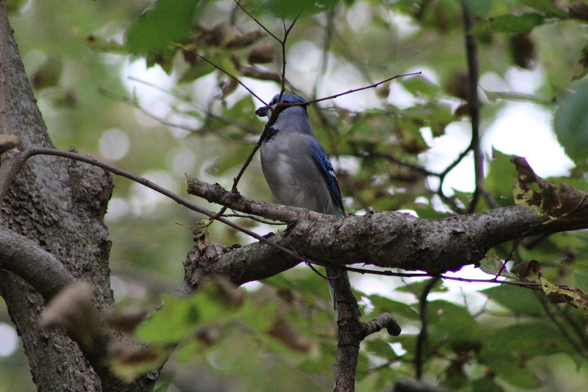 Blue Jay - Caden Chittick