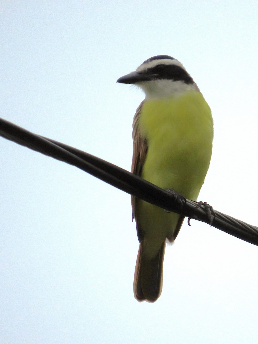 Great Kiskadee - ML642171996