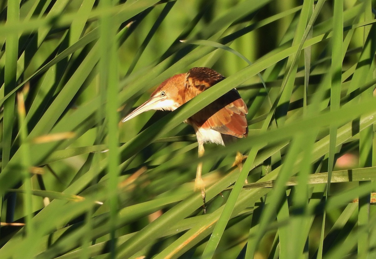Least Bittern - ML642171999