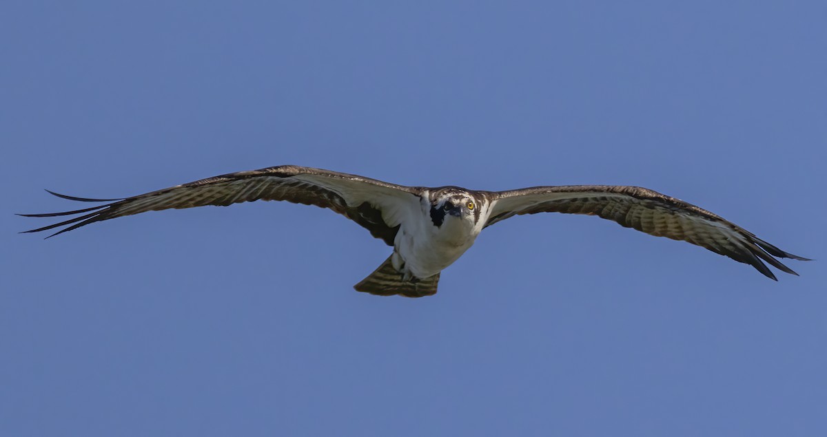 Osprey - ML642172019