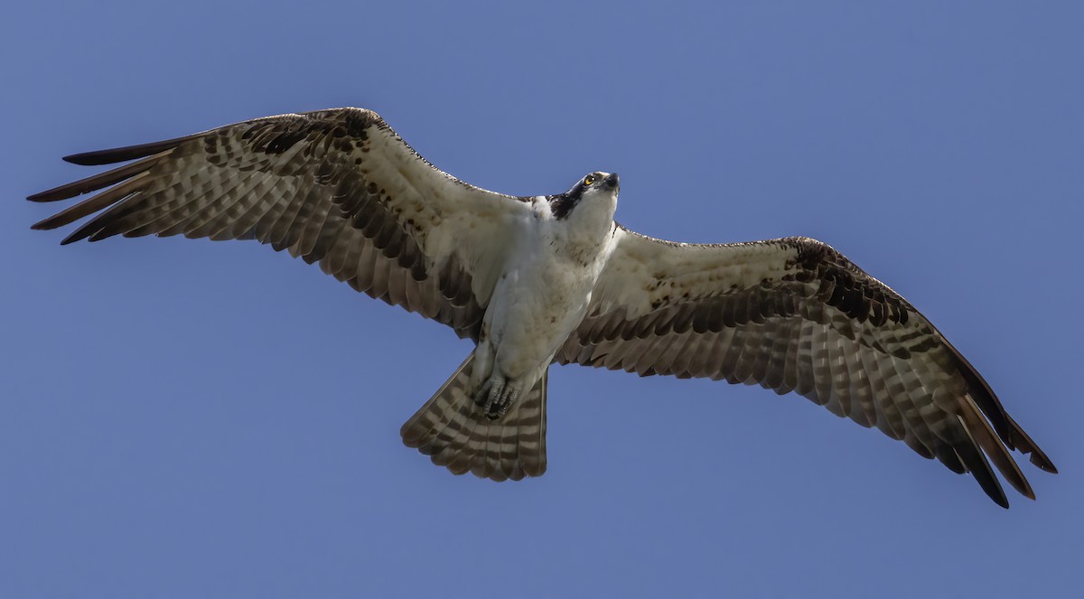 Osprey - ML642172020