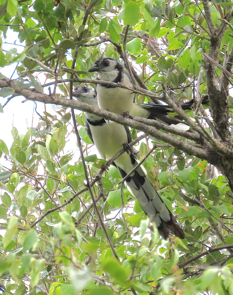White-throated Magpie-Jay - ML642172026