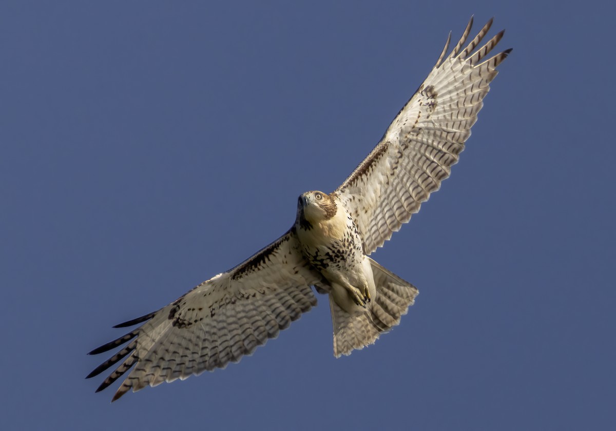 Red-tailed Hawk - ML642172048