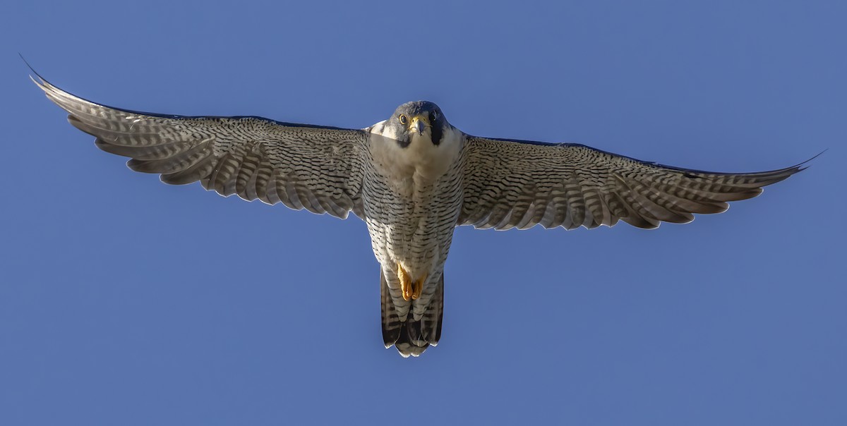 Peregrine Falcon - ML642172058