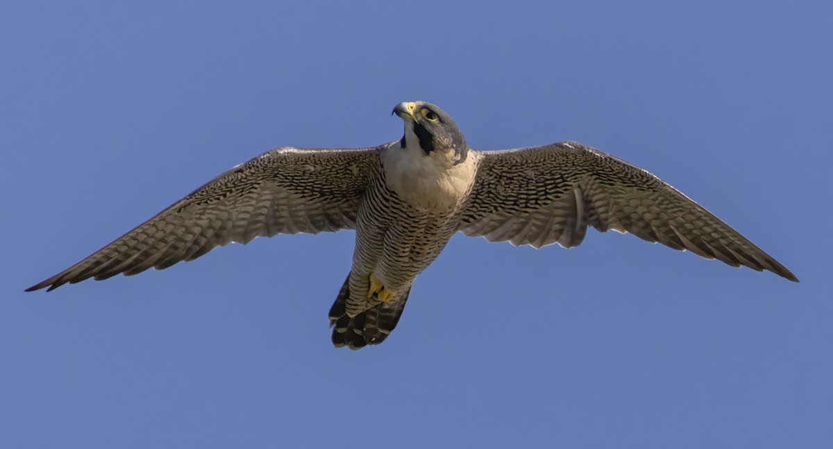 Peregrine Falcon - ML642172060