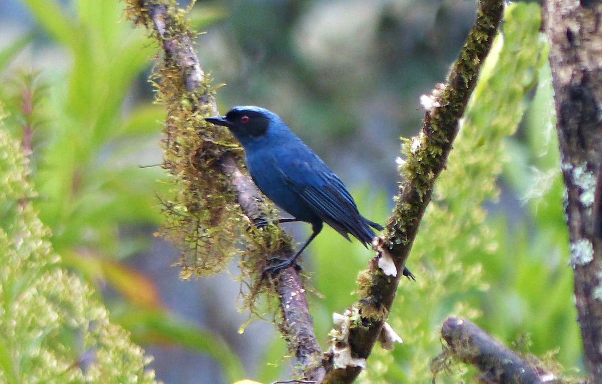 Masked Flowerpiercer - ML642172070