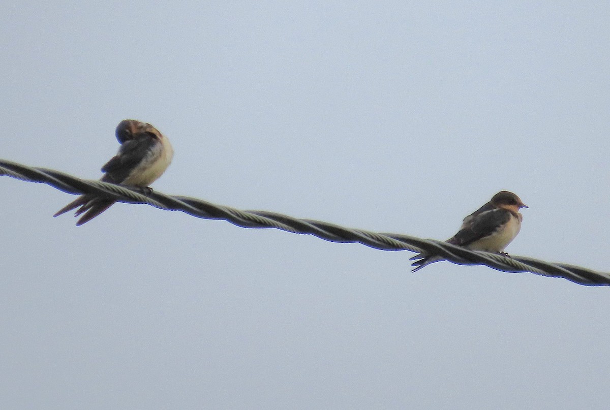 Barn Swallow - ML642172075