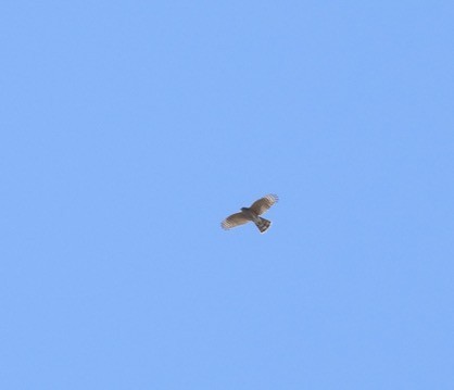 Sharp-shinned Hawk - ML642172083