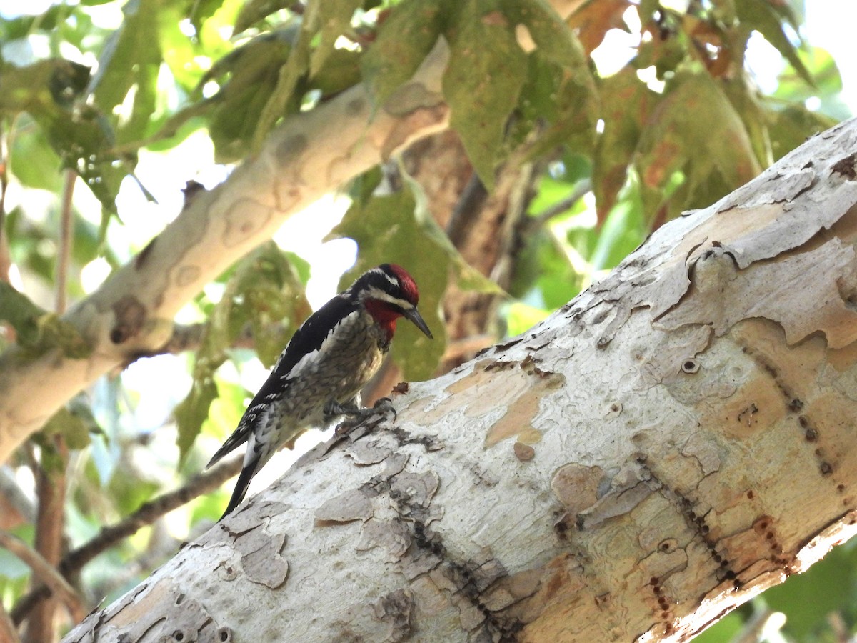 Red-naped Sapsucker - ML642172096