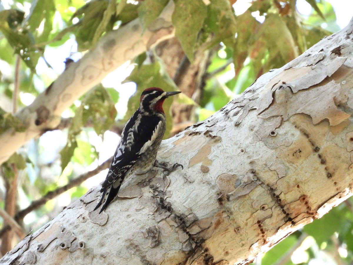 Red-naped Sapsucker - ML642172101