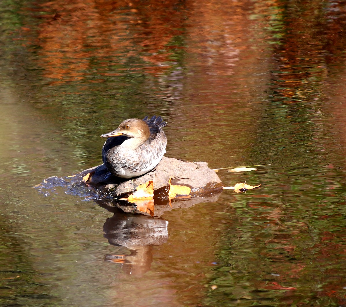 オウギアイサ - ML642172109