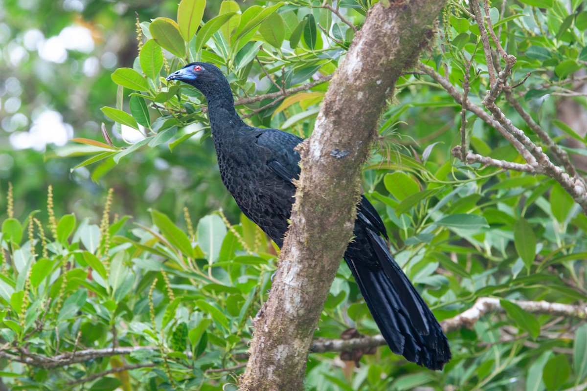 Black Guan - ML642172110