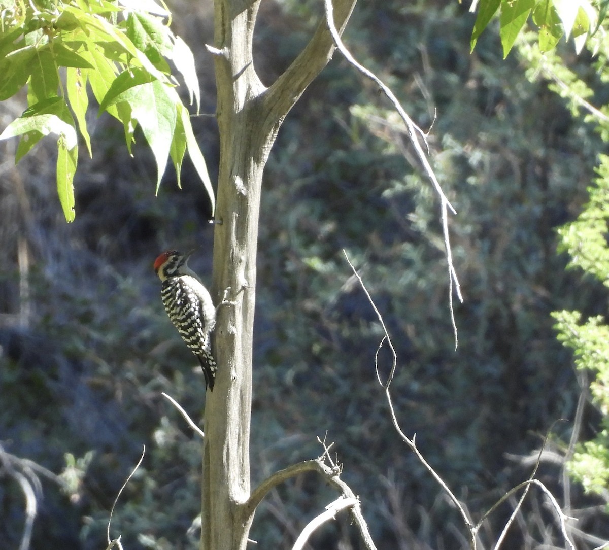 Ladder-backed Woodpecker - ML642172111