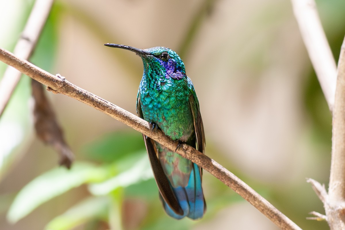 Berg-Veilchenohrkolibri - ML642172119