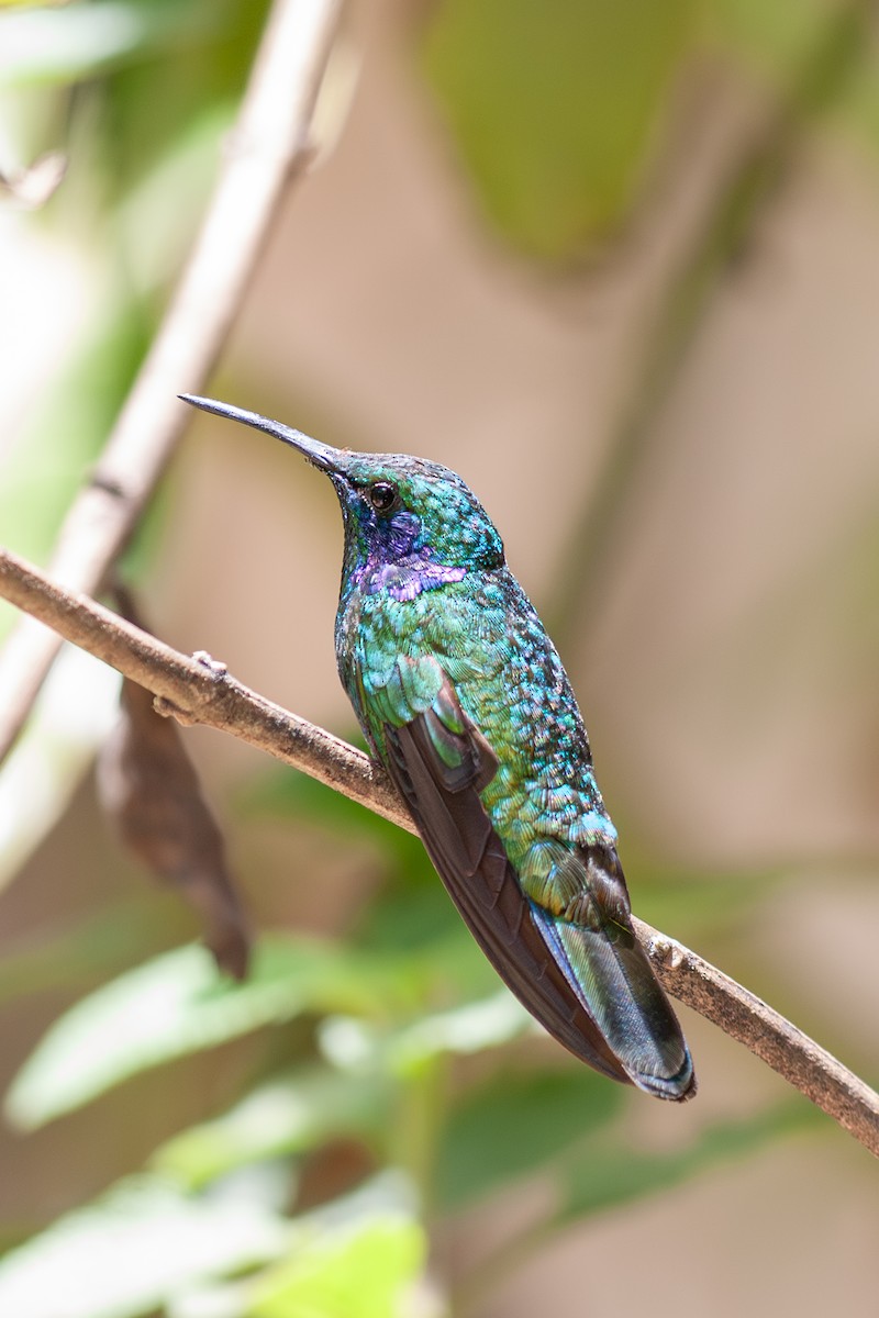 Berg-Veilchenohrkolibri - ML642172120