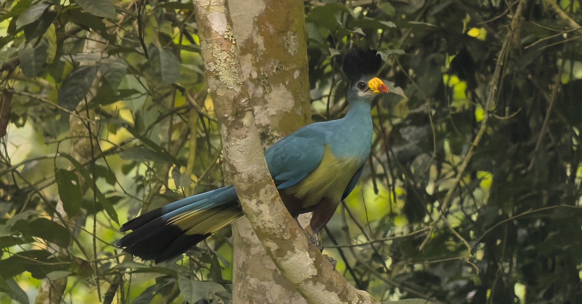 Great Blue Turaco - ML642172166