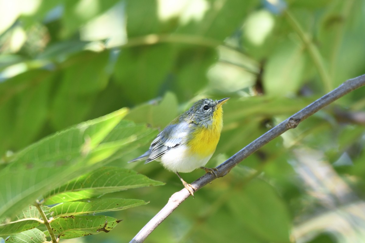 Northern Parula - ML642172169