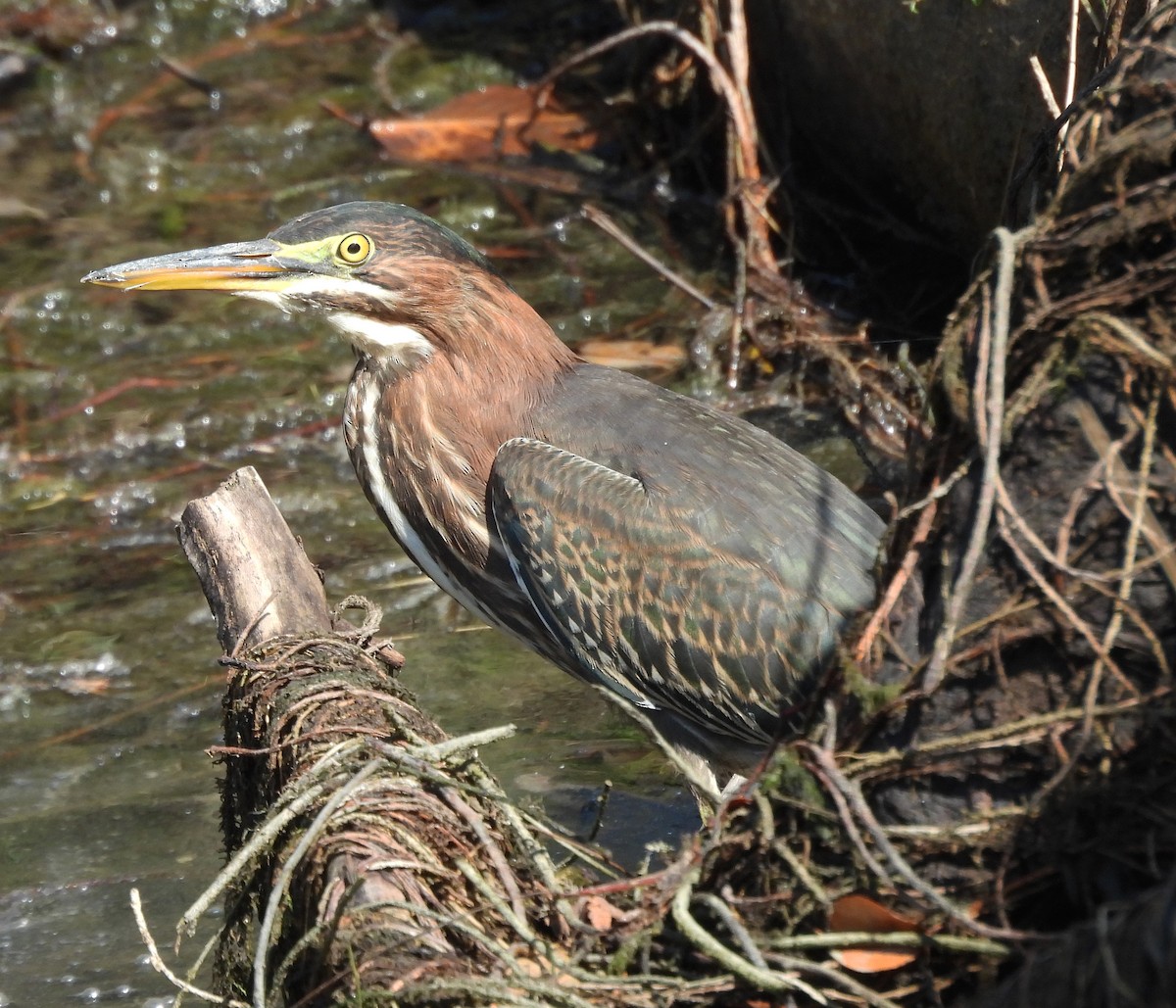 Green Heron - ML642172175