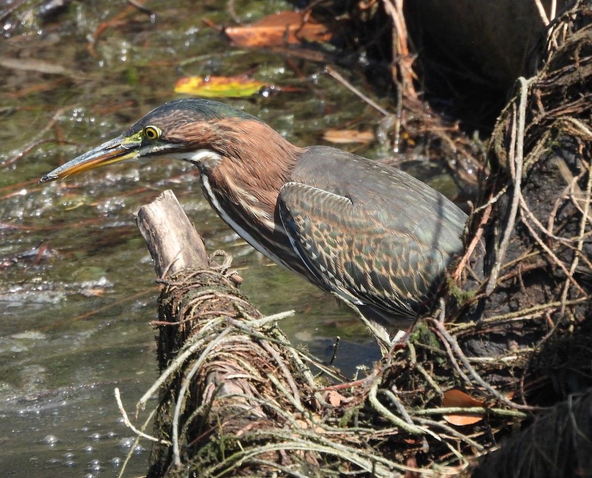 Green Heron - ML642172176
