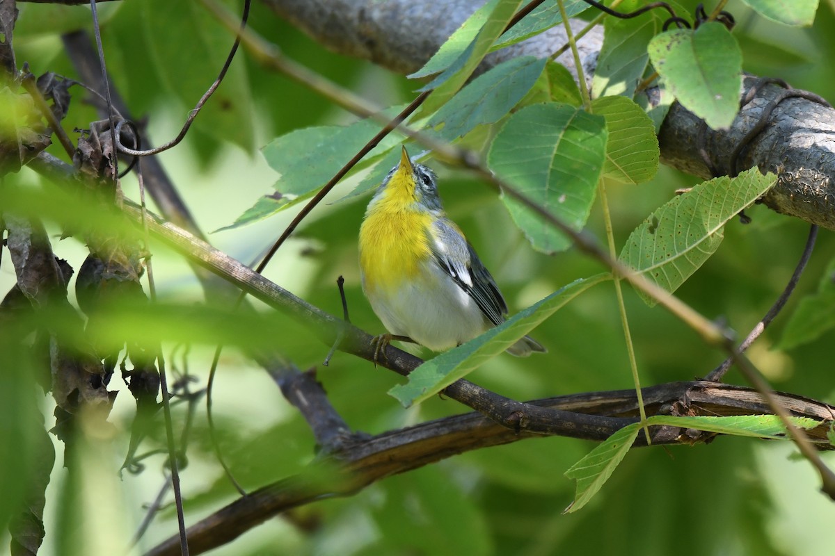 Northern Parula - ML642172181