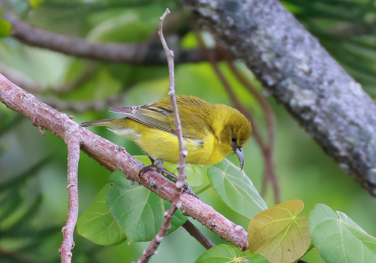 Amakihi d'Oahu - ML642172189