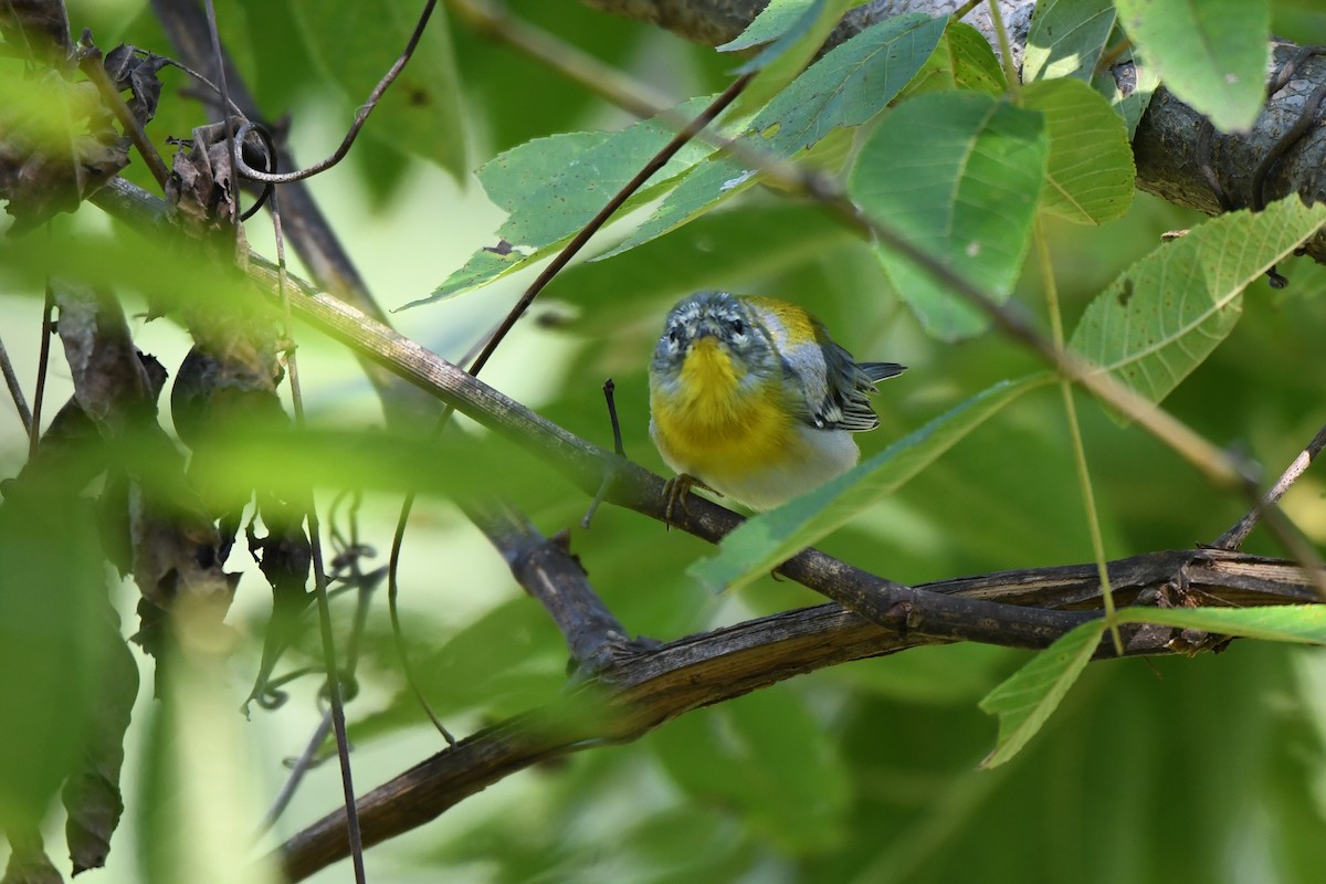 Northern Parula - ML642172195