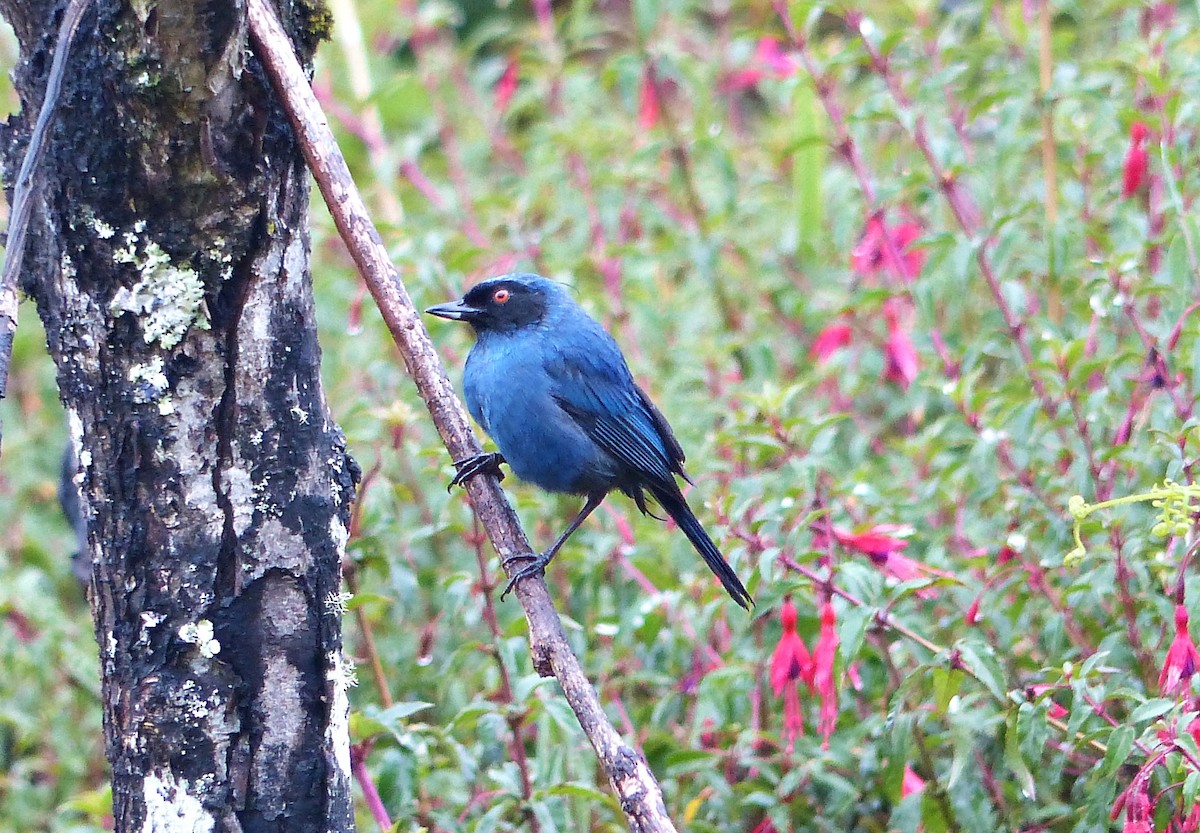 Masked Flowerpiercer - ML642172203