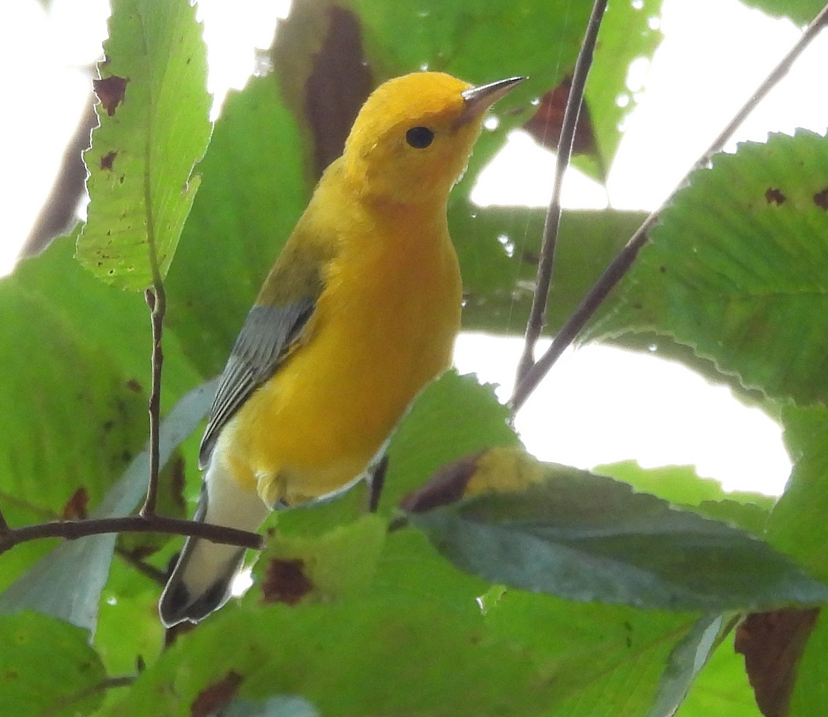 Prothonotary Warbler - ML642172204
