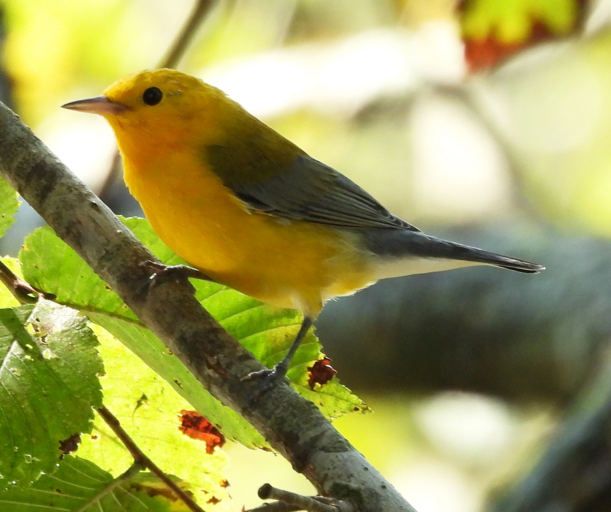 Prothonotary Warbler - ML642172205