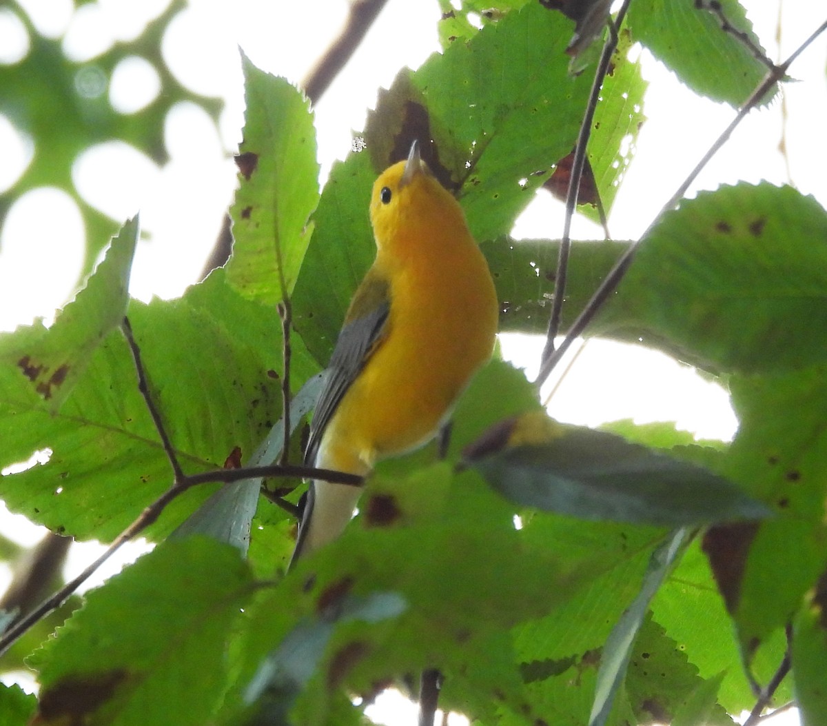 Prothonotary Warbler - ML642172206