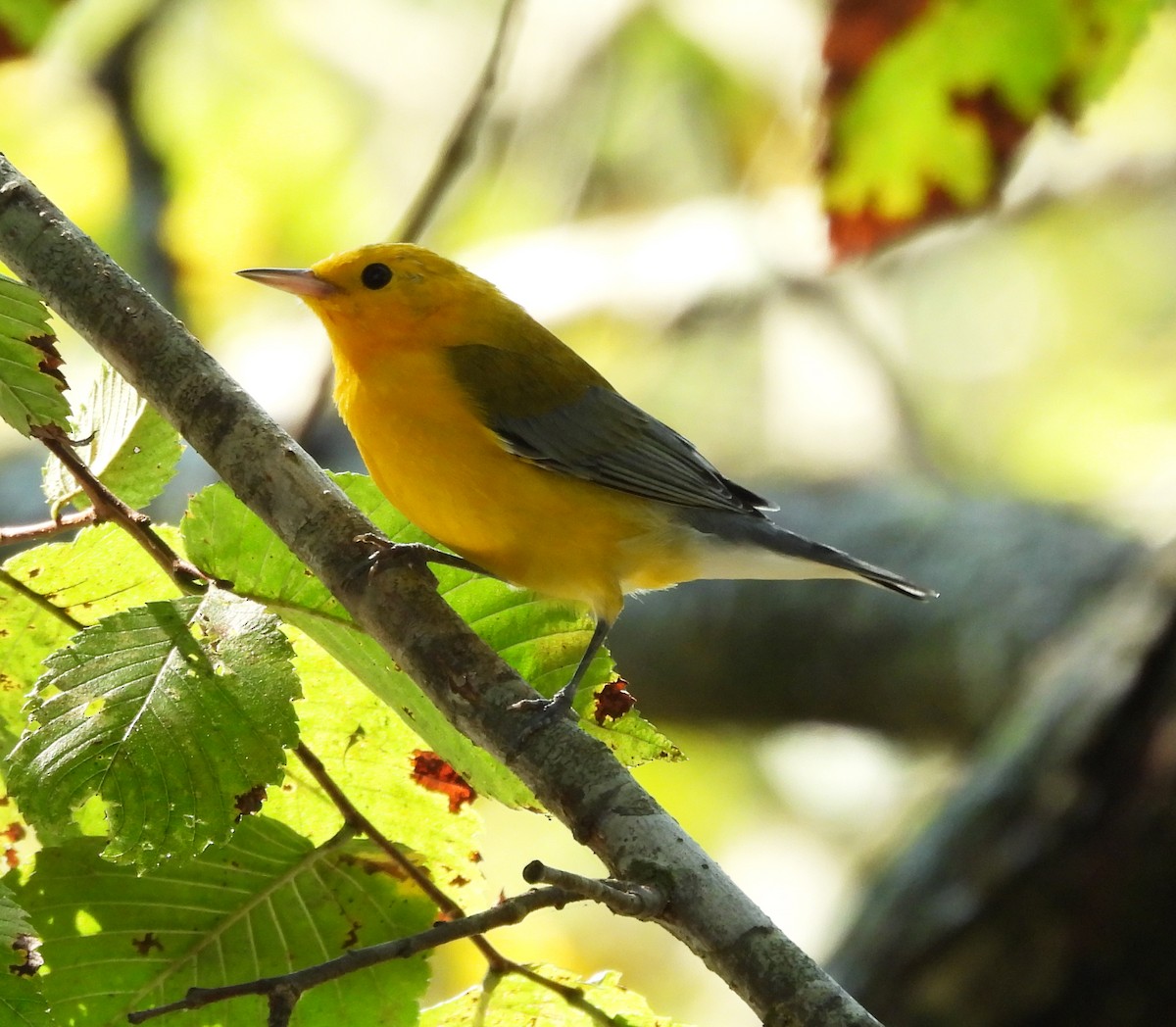 Prothonotary Warbler - ML642172207