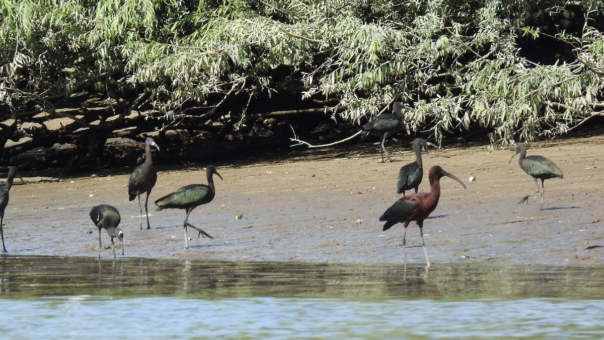 Ibis falcinelle - ML642172208
