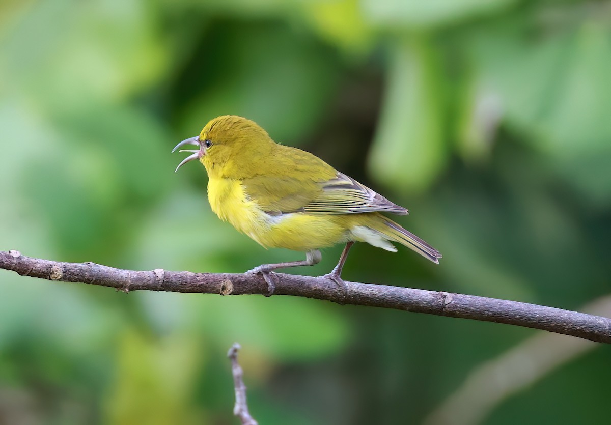 Amakihi d'Oahu - ML642172212