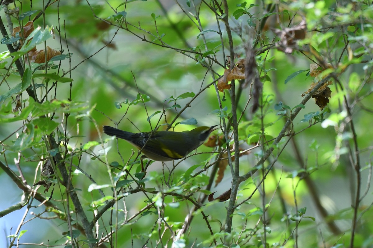 Golden-winged Warbler - ML642172214