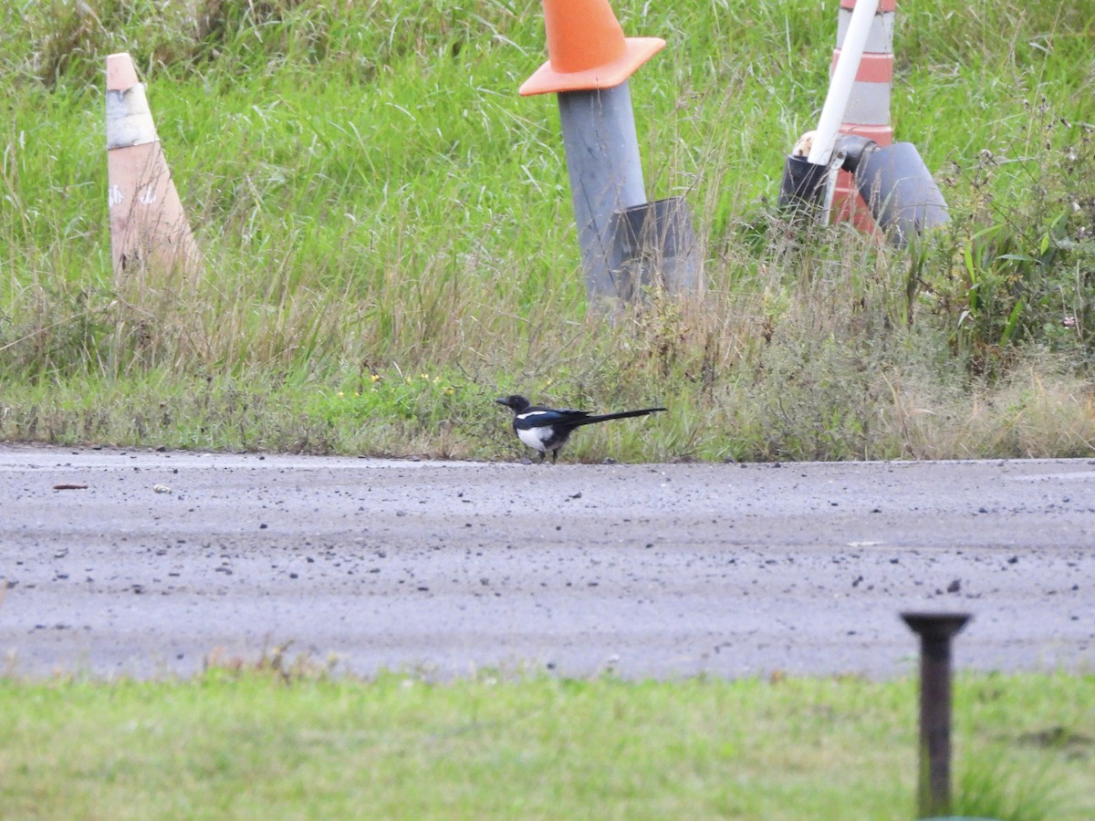 Black-billed Magpie - ML642172224
