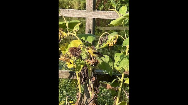 American Goldfinch - ML642172234