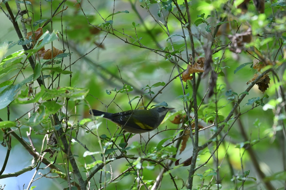 Golden-winged Warbler - ML642172237
