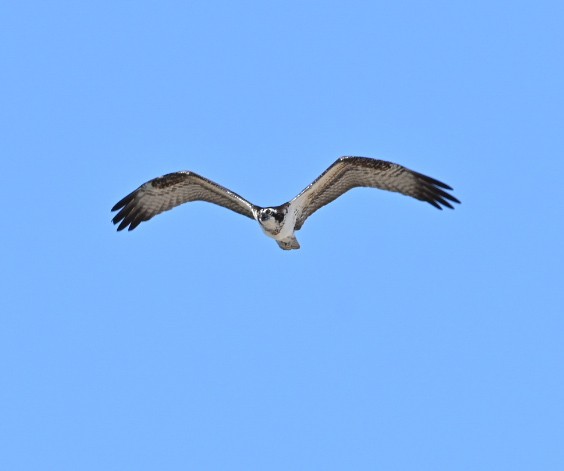 Osprey - ML642172240