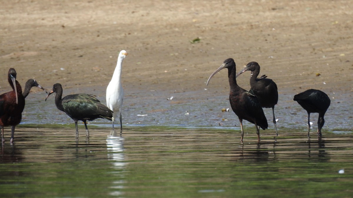 Ibis falcinelle - ML642172245