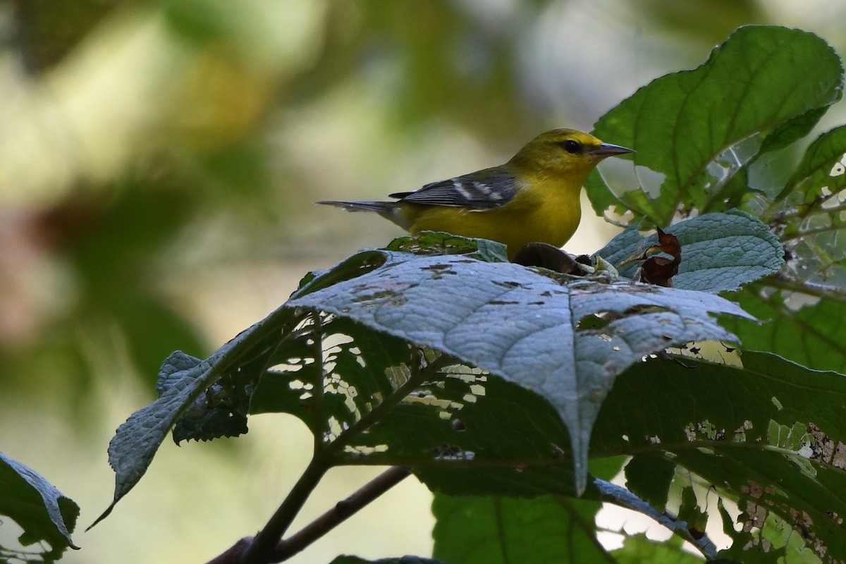 Blue-winged Warbler - ML642172252