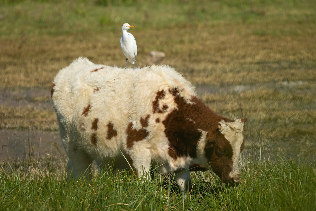 Western Cattle-Egret - ML642172259